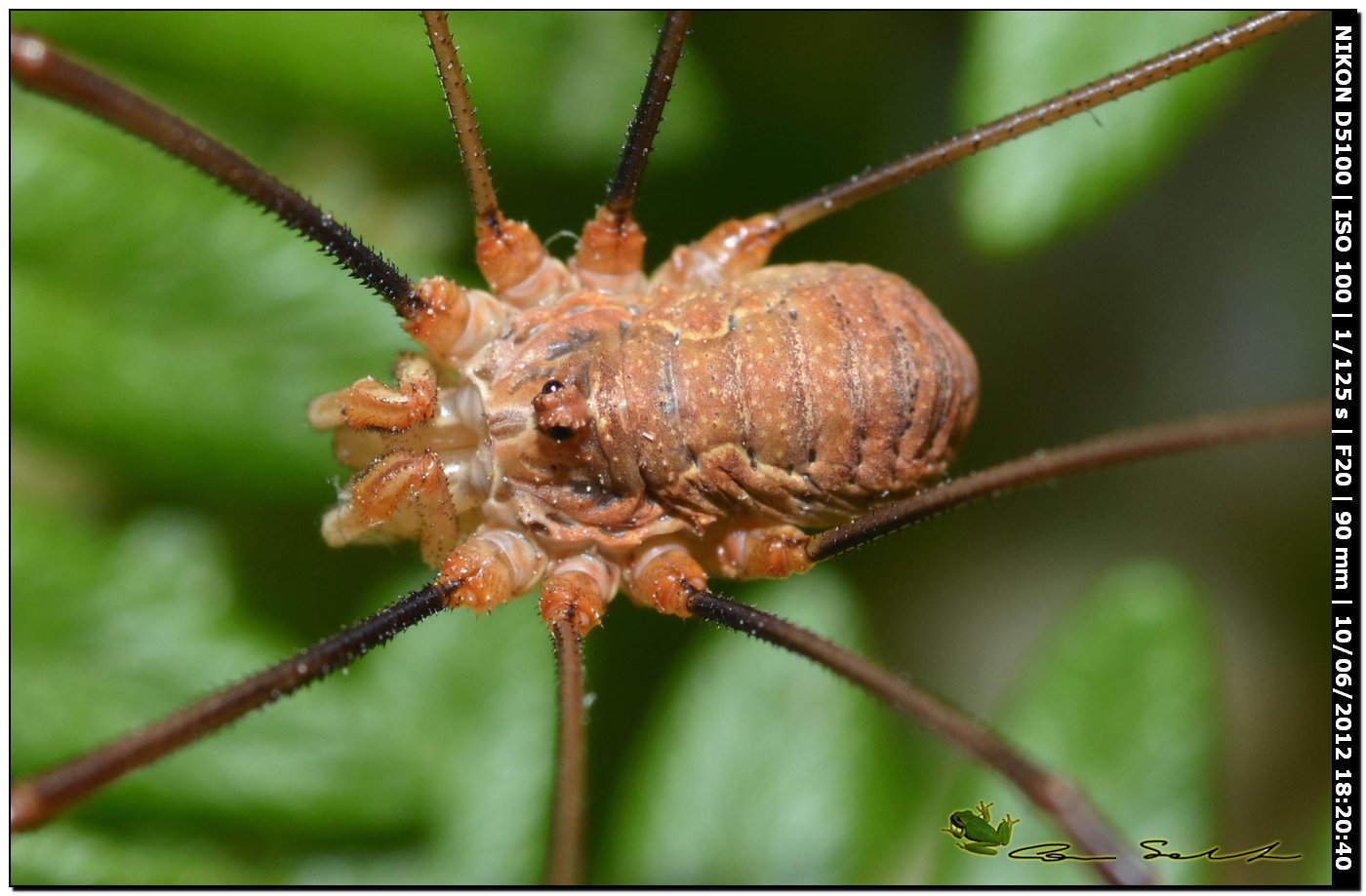 Dasylobus argentatus ♂ da Villanova Monteleone No 147